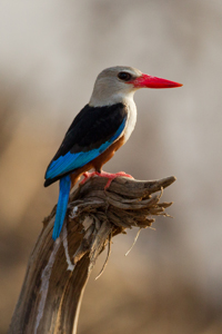 kingfisher